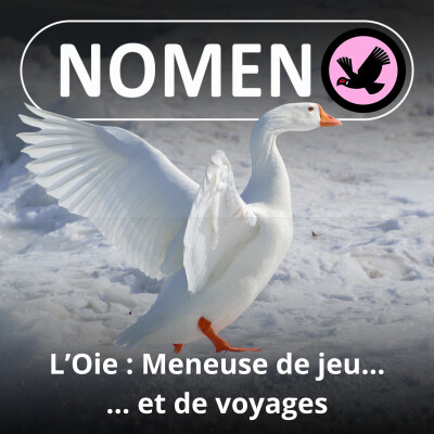 S01E42 L'Oie : De Nils Holgersson au jeu de l'Oie en passant par l'Oie aux œufs d'or... cover