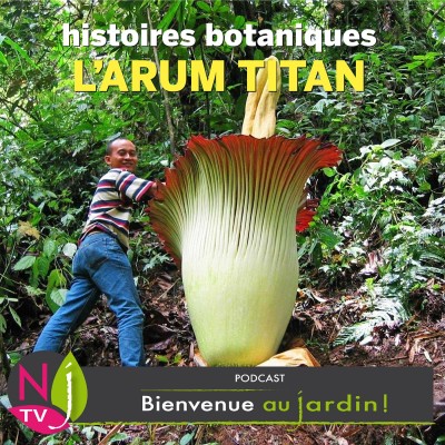 HISTOIRES BOTANIQUES: L’ARUM TITAN : UNE  INFLORESCENCE MONSTRUEUSE ! cover