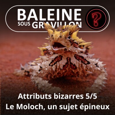 S07E96 Vous avez dit bizarre ? Attributs 5/5 : Le Moloch, un sujet... épineux cover