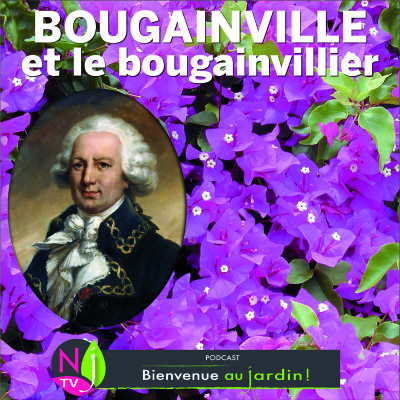 HISTOIRES BOTANIQUES: BOUGAINVILLE ET LE BOUGAINVILLIER cover