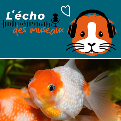 12. Passion poisson : Annie brise le bocal, et les idées reçues cover