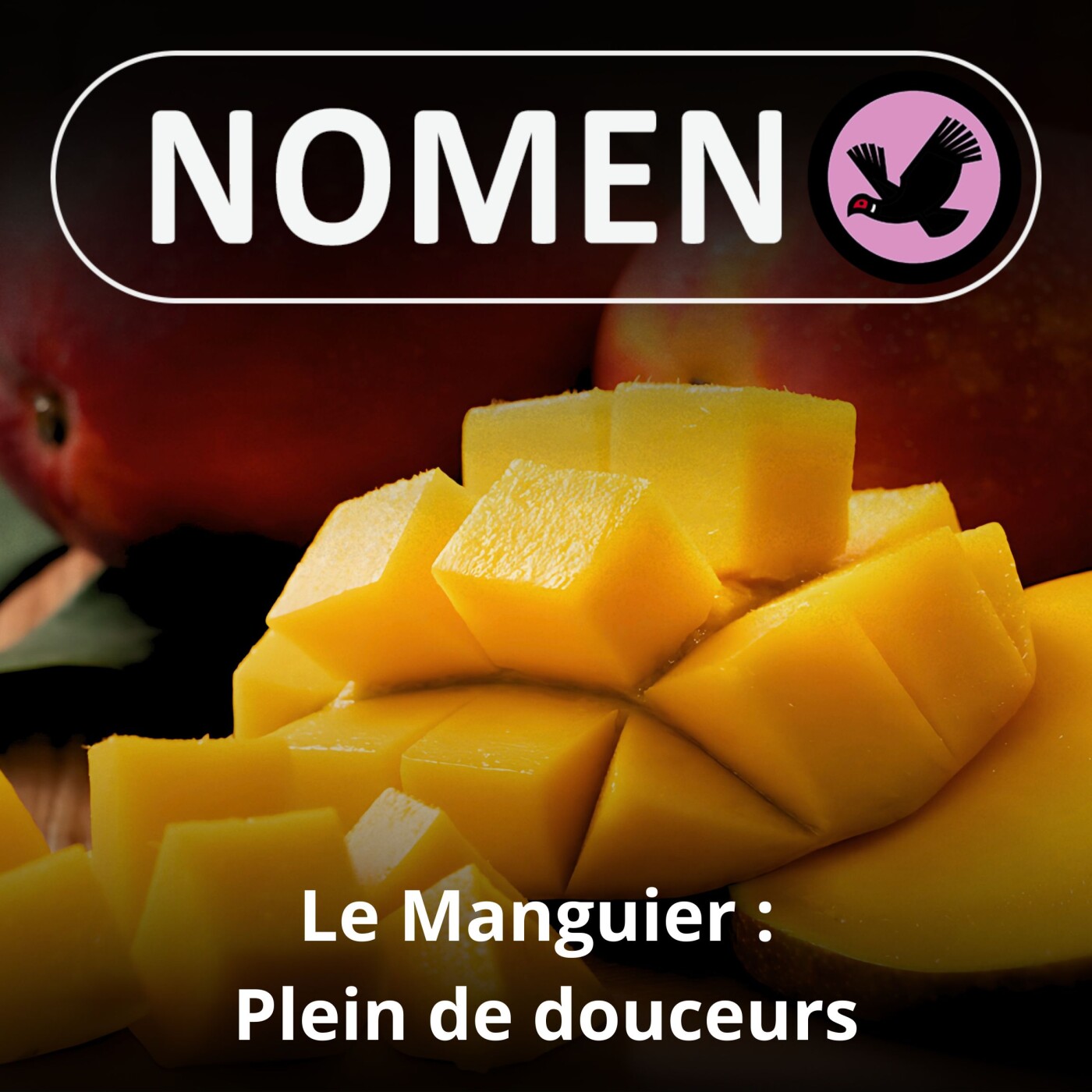 S05E16 Le Manguier : L'un des plus anciens fruits cultivés