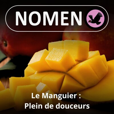 S05E16 Le Manguier : L'un des plus anciens fruits cultivés cover