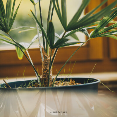 🎙️ Interview • Louise Vroylandt — Les micro organismes, l’avenir de la gestion des litières cover