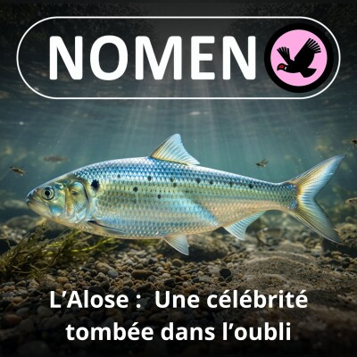 S01E68 L'Alose : Une dure à cuire pleine d'arêtes cover