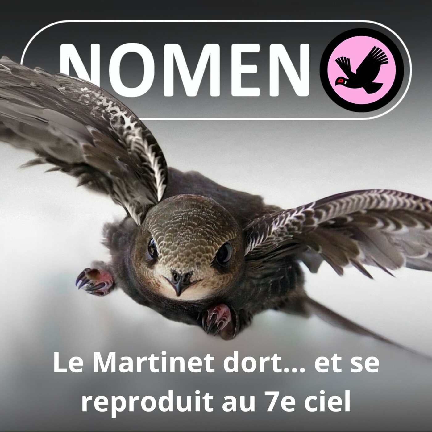 S04E41 Le Martinet, l’oiseau qui dort... et se reproduit au 7e ciel