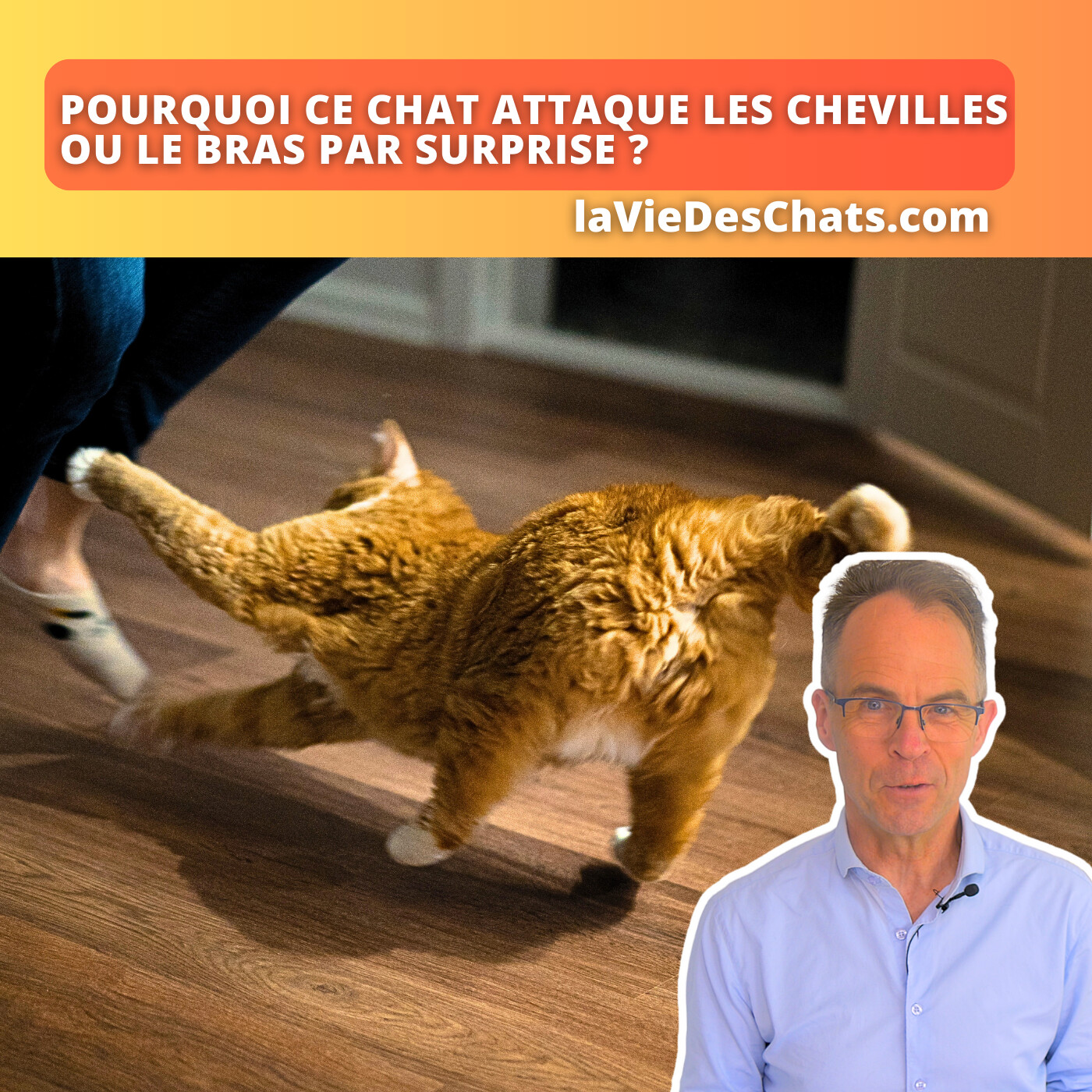 laVieDesChats