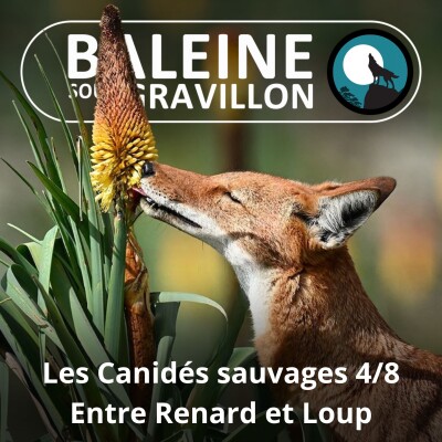 S04E46 Les Canidés sauvages 4/8 : Chacal, Coyote... entre Renard et Loup cover