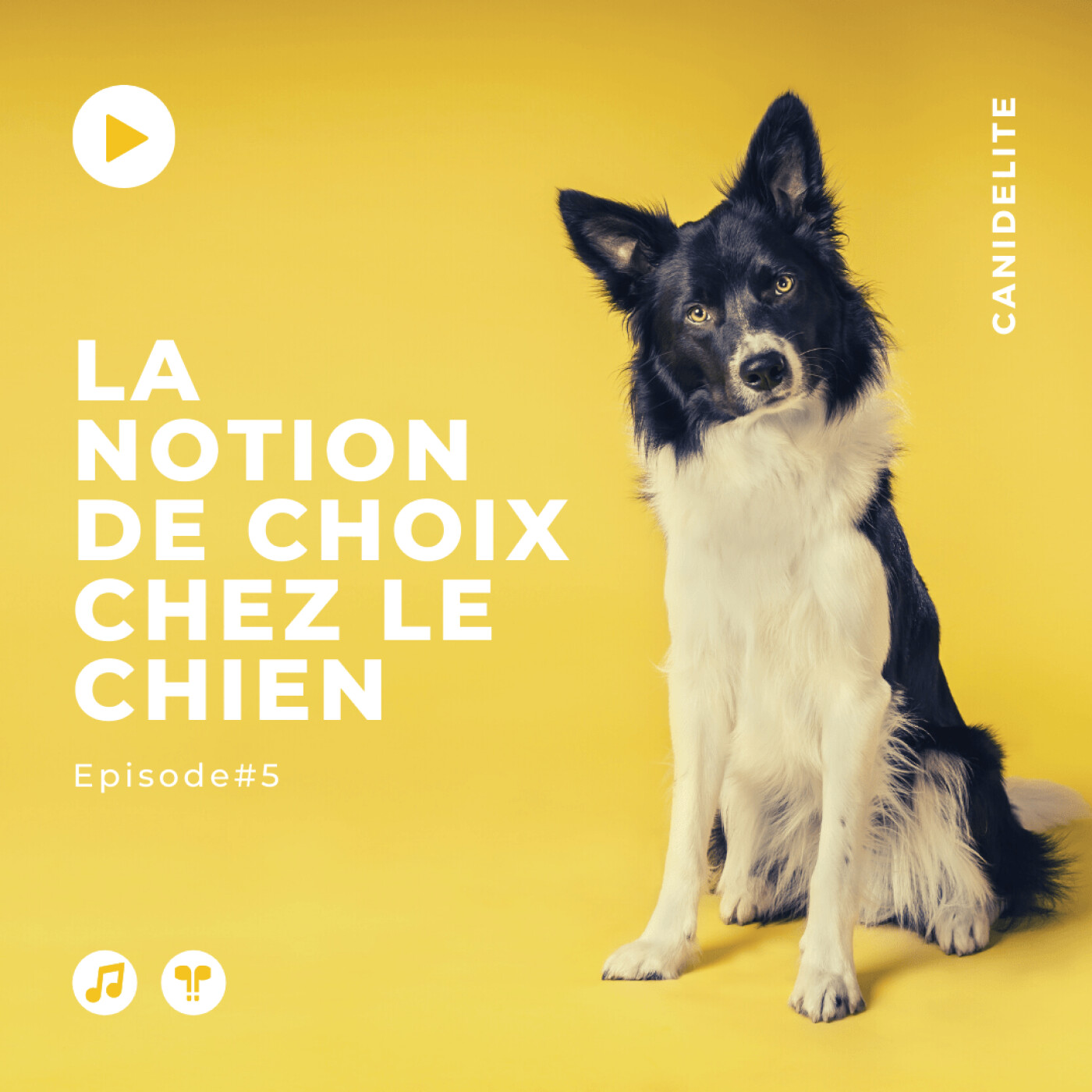 Episode #5 : La notion de choix chez le chien episode artwork