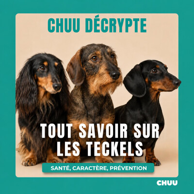 TECKEL : retour aux origines d’une race devenue phénomène cover
