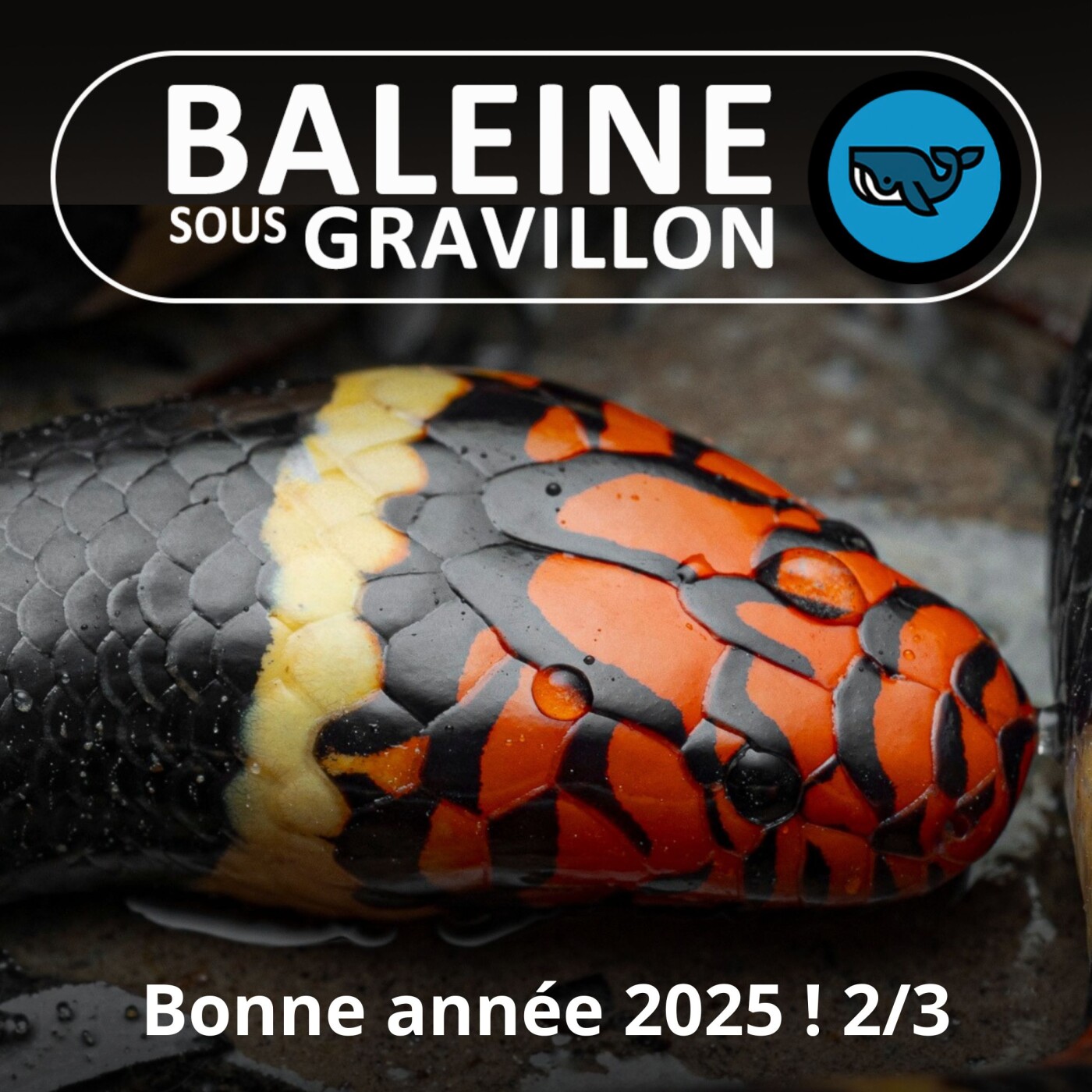 Baleine sous 2025 (2/3) : meilleurs vœux... à nos colocataires non-humains