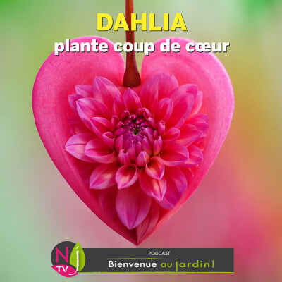 #81: PLANTE COUP DE CŒUR : LES DAHLIAS cover