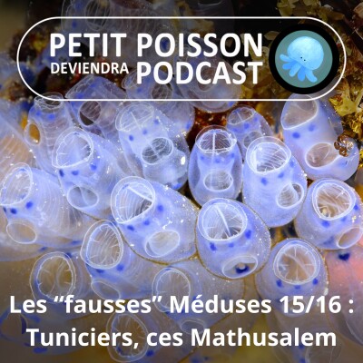 S04E15 "Fausses" méduses 15/16 : Les tuniciers, les plus primitifs cousins des vertébrés cover