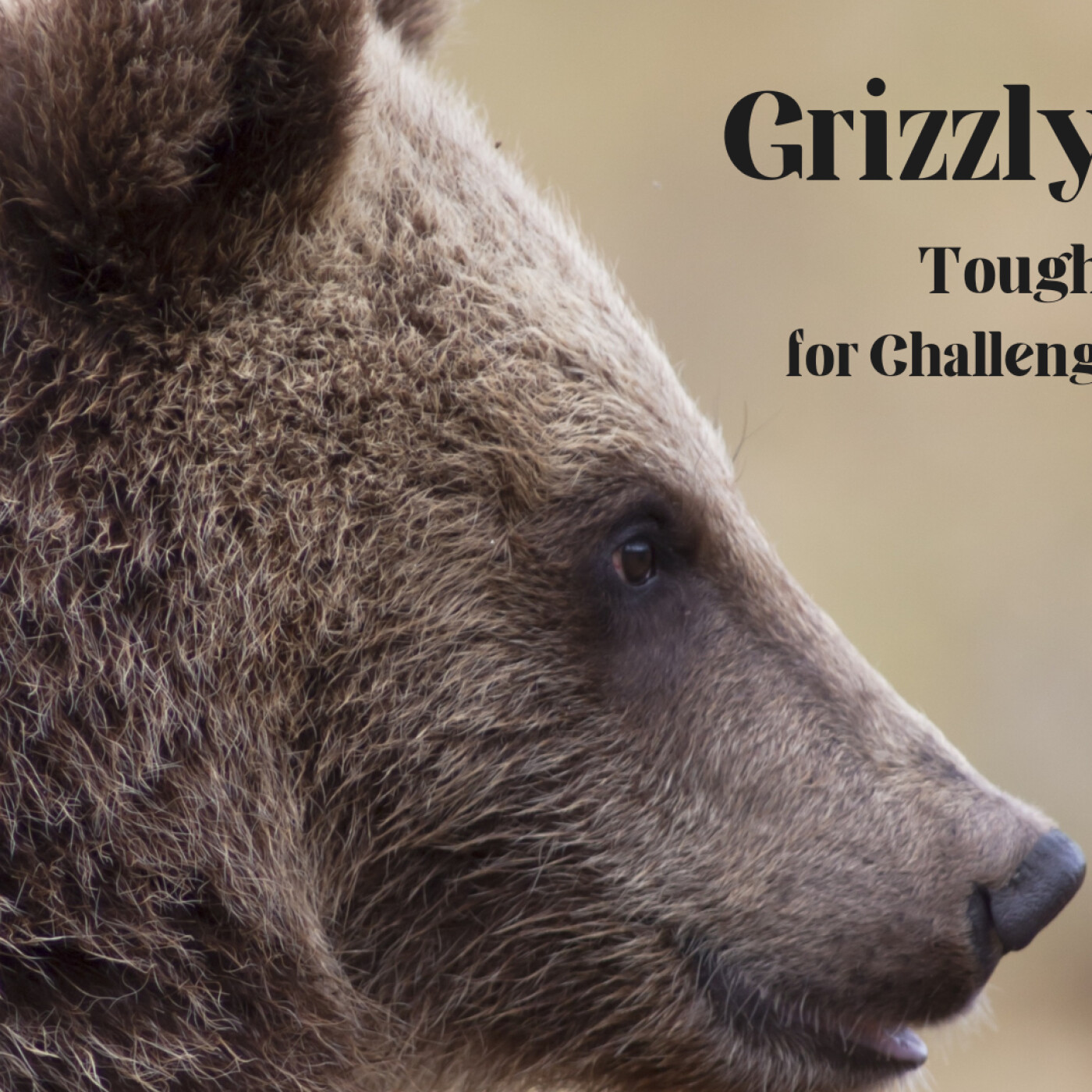 Grizzly Talk: Tough Talk for Challenging Topics cover art