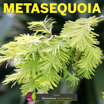 HISTOIRES BOTANIQUES: LE METASEQUOIA UN CONIFERE QUI REVIENT DE LOIN cover