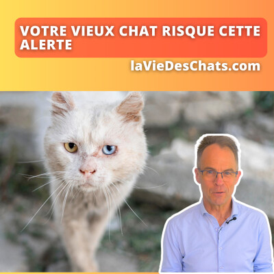 Votre vieux chat risque cette alerte, après ses 10 ans cover