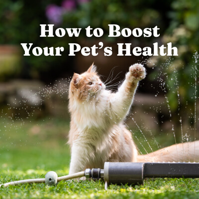 How to Boost Your Pet’s Health cover