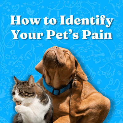 How to Identify Your Pet’s Pain cover
