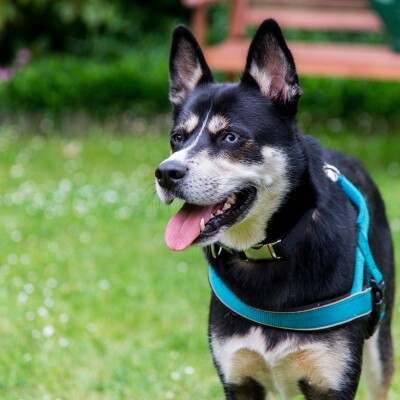 Un sport qui a du chien ! cover