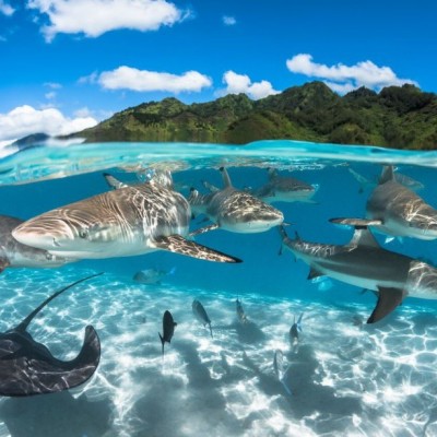 Les peuples de la mer - L'ange de la mer cover