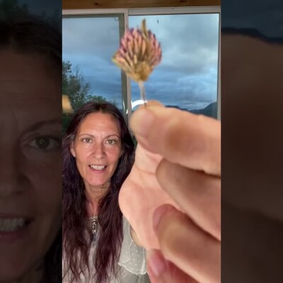 Nature's Mysteries Medicine Show with Michele Wildflower, HHP, CCC~Episode 22: Red Clover's Benefits cover