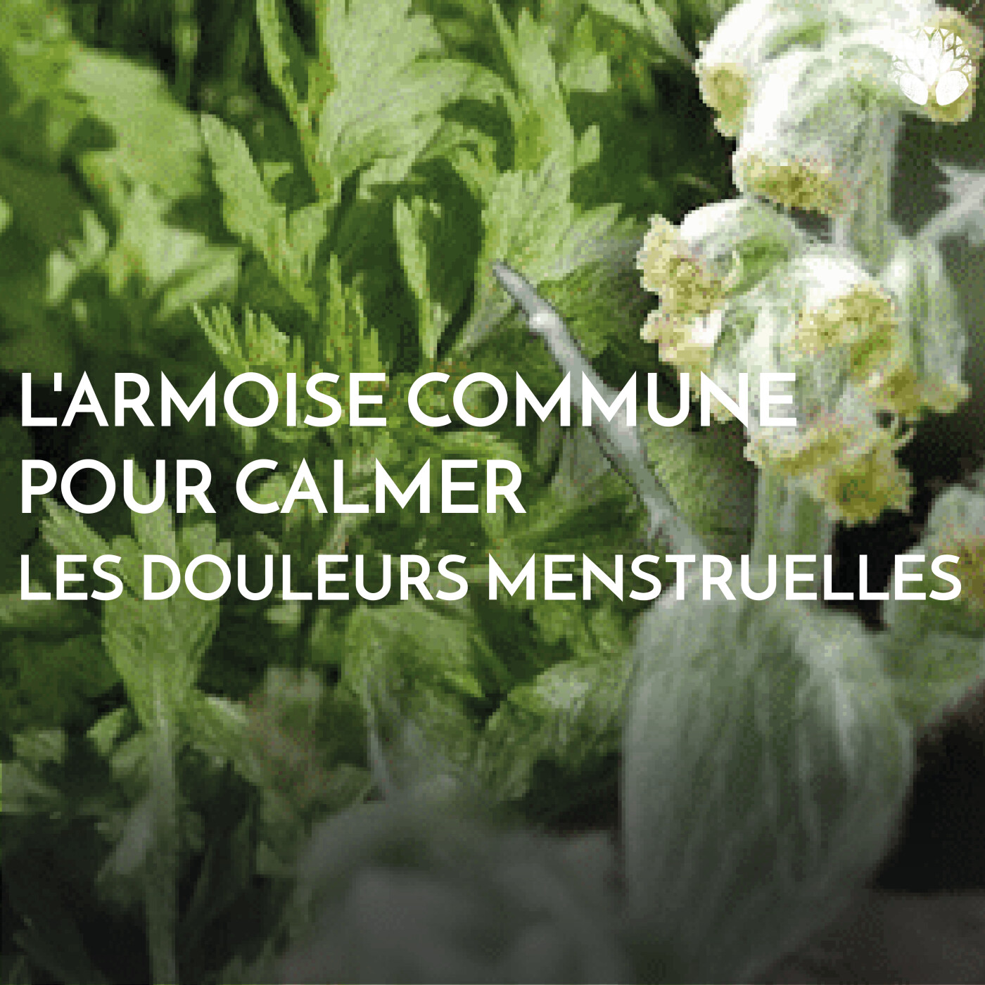 L’armoise commune pour calmer les douleurs menstruelles episode artwork