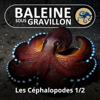 S02E35 Les Céphalopodes 1/2 : Poulpes, Calmars, Seiches, Nautiles, Argonautes et même... Vampire ! (Marjorie Roscian) cover