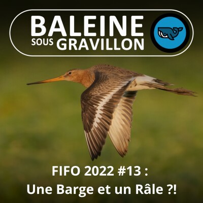 FIFO #13 : La Barge à queue noire et Râle des genêts (Olivier Swift, bioacousticien) cover