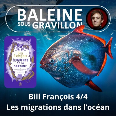 S03E13 L'éloquence de la Sardine 4/4 :  Les migrations des poissons (Bill François) cover