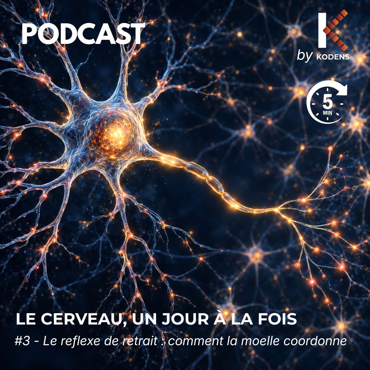 Episode #3 : Le réflexe de retrait : comment la moelle coordonne une réponse. episode artwork