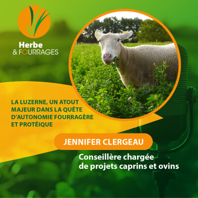 HERBE ET FOURRAGES - La luzerne, un atout majeur dans la quête d’autonomie fourragère et protéique cover
