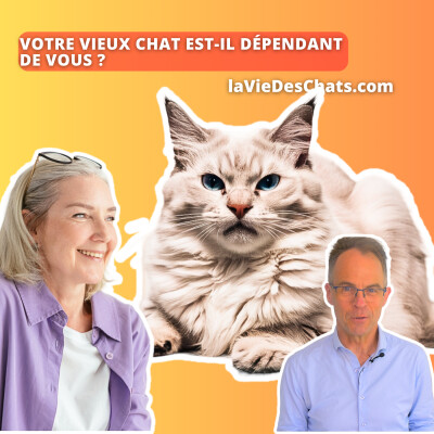 Votre vieux chat est-il dépendant de vous ? Test cover