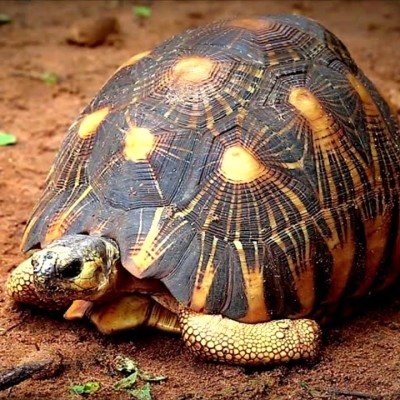 S03E46 Madagascar 7/10 : de la Tortue rayonnée aux Serpents-minutes, Evrard Wendenbaum (explorateur) cover