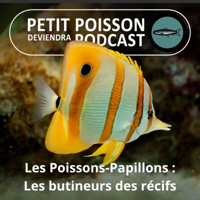 S02E05 Les Poissons-Papillons (Chaetodontidés) : Les butineurs "pollinisateurs" des récifs cover