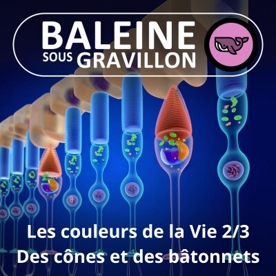 S07E19 Les couleurs de la Vie 2/3 : Cônes et bâtonnets, comment fonctionne un œil ? (Frédéric Archaux) cover
