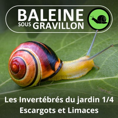 S05E30 Les Invertébrés du jardin 1/4 : Escargots et Limaces... des as (Ludivine Delamare) cover