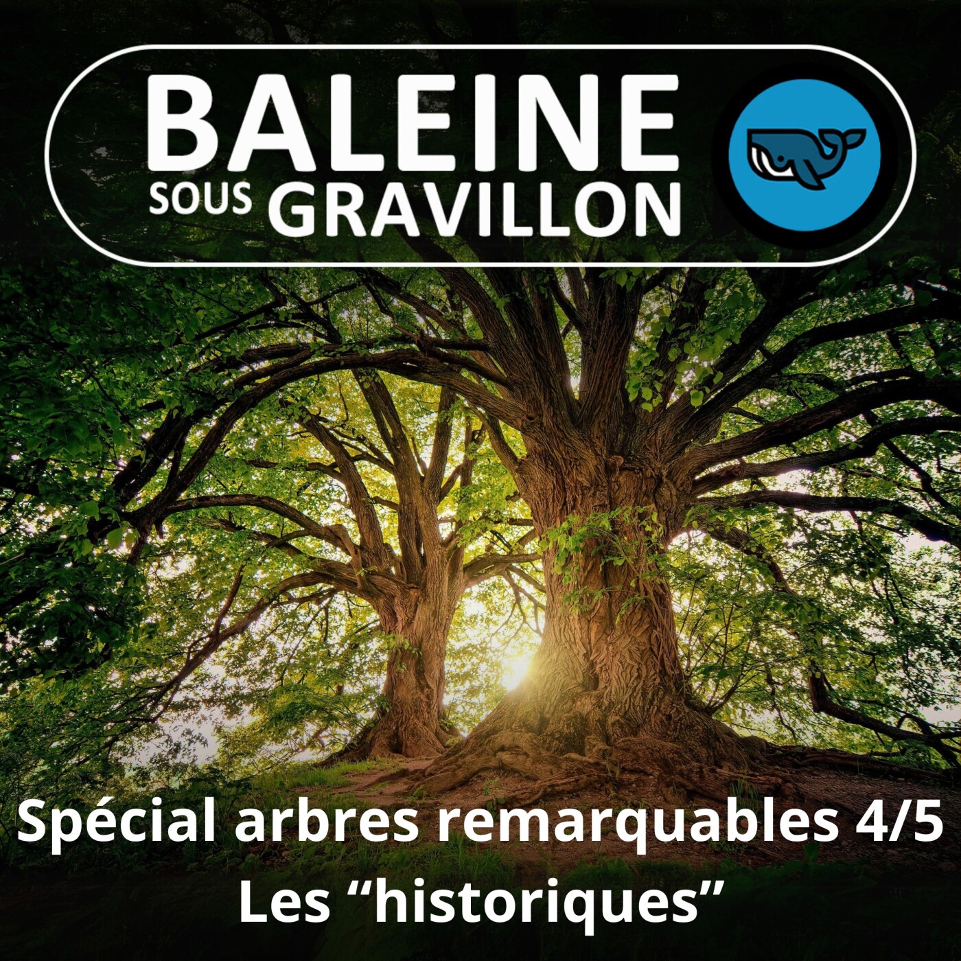 Baleine sous Gravillon