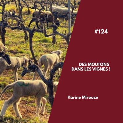 #124 - Des moutons dans les vignes ! cover