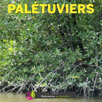 HISTOIRES BOTANIQUES: MANGROVES ET PALÉTUVIERS ÉCOSYSTÈMES MENACÉS cover