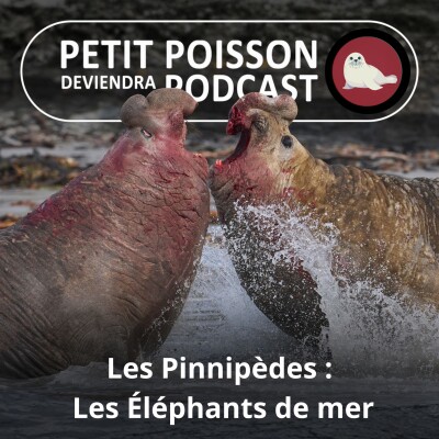 S05E39 Les Pinnipèdes : Les Éléphants de mer, les mastodontes des océans cover