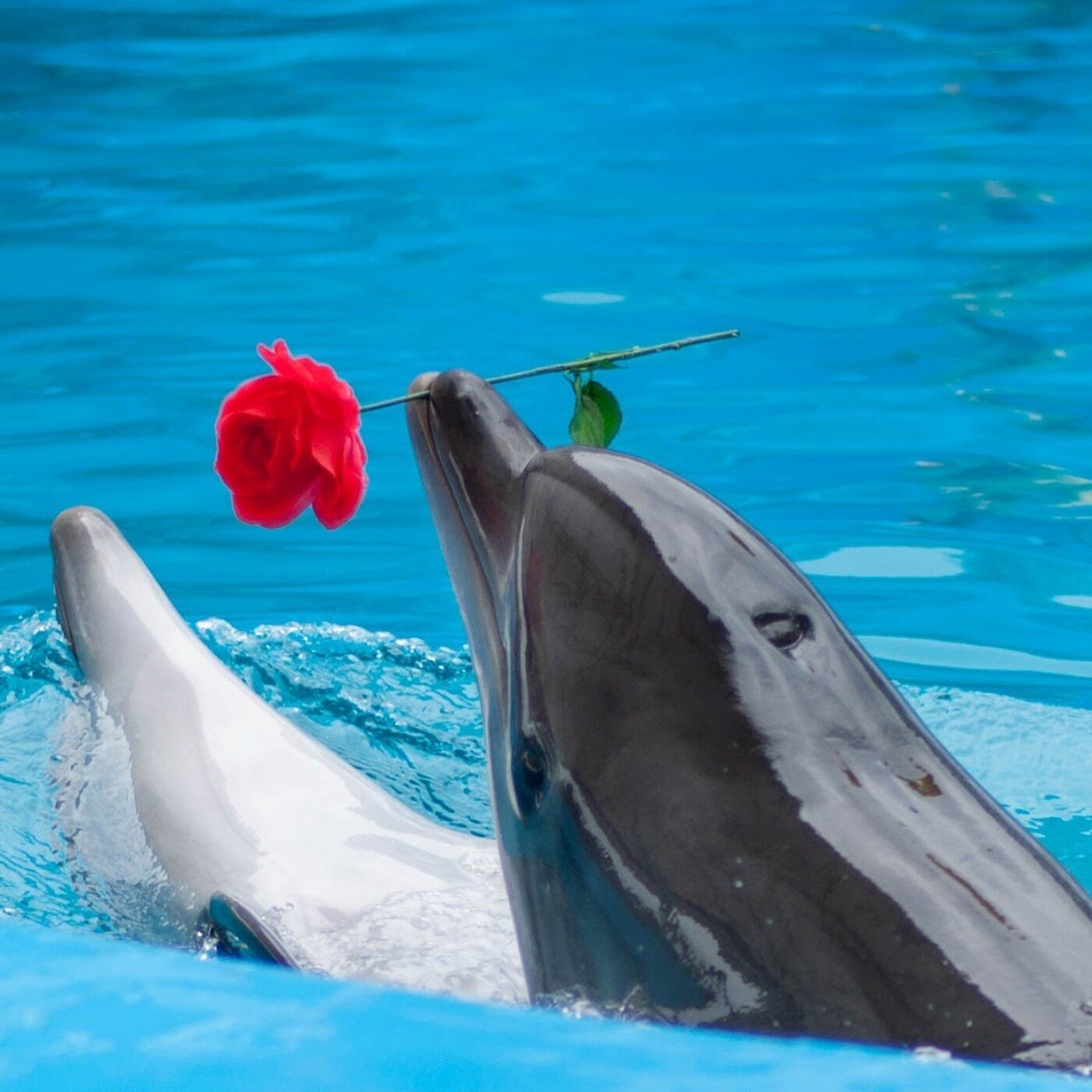 S01E03 Delphinariums 2/4: chiffres, historique... Christine Grandjean (C'est assez!)