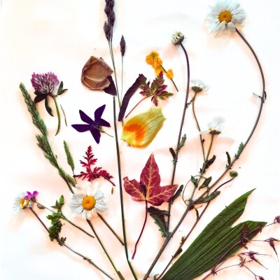 Inaya : La Sportesantis cover