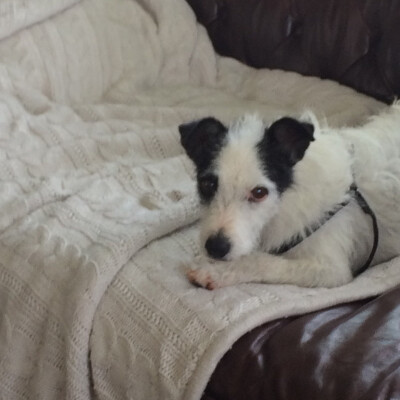 didyouharethat cover