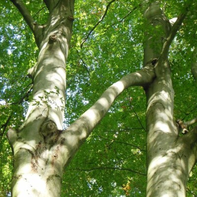 S03E05 Seconde vie, ou comment faire prendre une greffe en entreprise cover