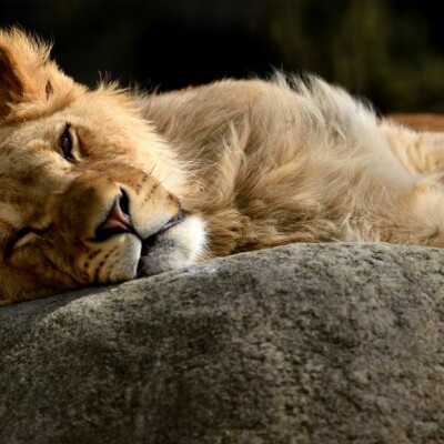 Une nuit au zoo ! cover