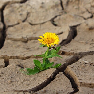 Sécheresse : faut-il arracher les plantes qui semblent mortes ? cover