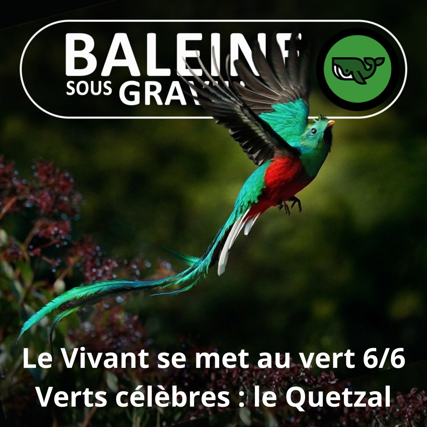 S07E78 Allez les Verts ! 6/6 : Le Quetzal (et autres verts célèbres...)