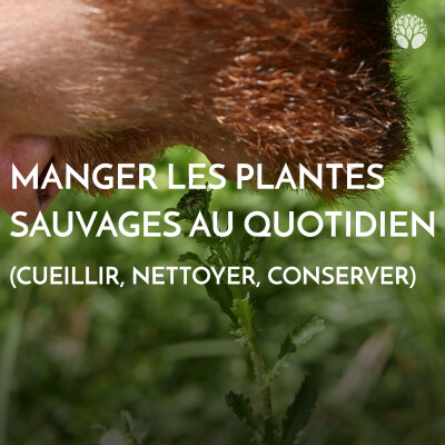 Manger les plantes sauvages au quotidien (cueillir, nettoyer, conserver) cover