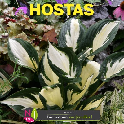 LE DOSSIER: HOSTAS, LES PLUS RICHES FEUILLAGES POUR L’OMBRE cover