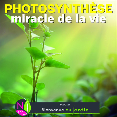 HISTOIRES BOTANIQUES: LA PHOTOSYTHÈSE, MÉCANISME COMPLEXE ET MIRACULEUX cover